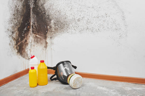 Best Affordable Mold Removal  in Brentwood, MD