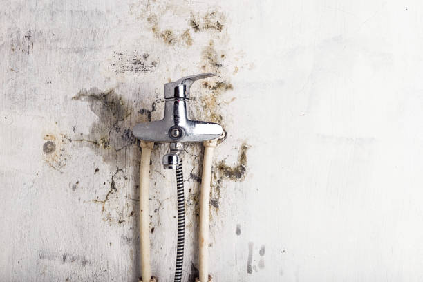 Best Same-Day Mold Removal  in Brentwood, MD