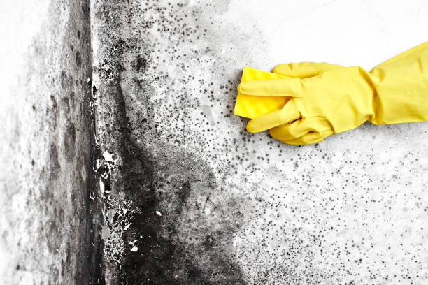 Best Toxic Mold Removal  in Brentwood, MD