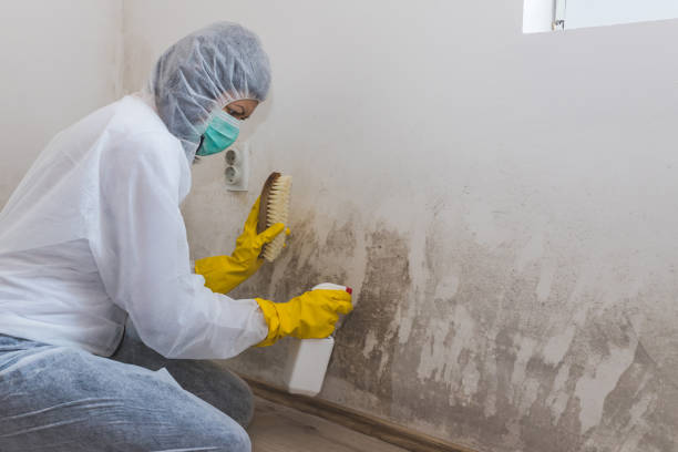 Best Mold Remediation  in Brentwood, MD