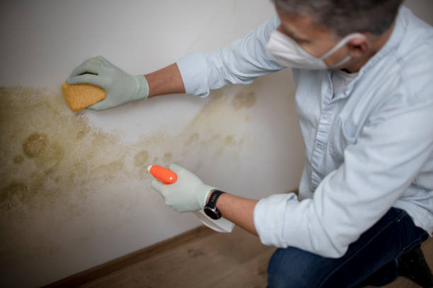 Best Mold Remediation Services  in Brentwood, MD