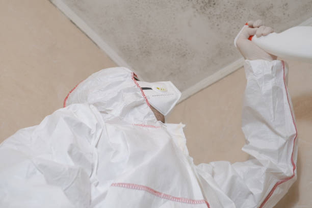 Best Attic Mold Removal  in Brentwood, MD