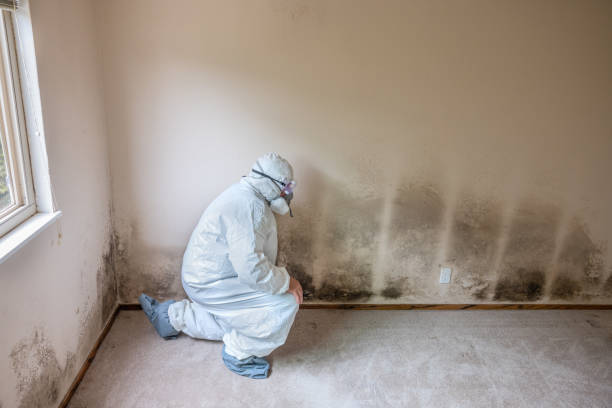 Best Commercial Mold Removal  in Brentwood, MD