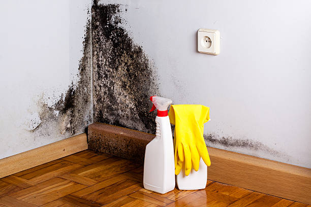 Best Mold Remediation  in Brentwood, MD