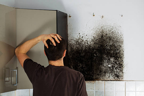 Best Mold Removal Process  in Brentwood, MD