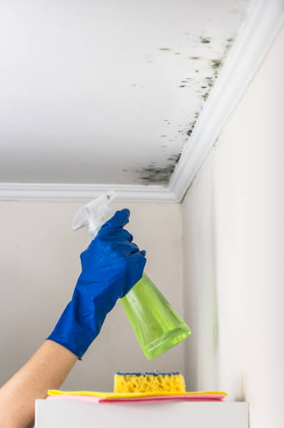 Best Mold Removal Company Near Me  in Brentwood, MD