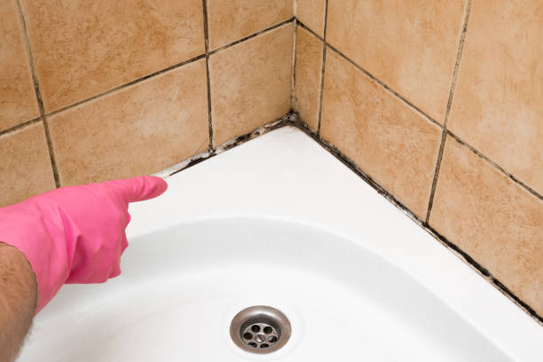 Best Toxic Mold Removal  in Brentwood, MD