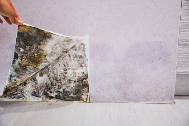 Trusted Brentwood, MD Mold Removal Experts